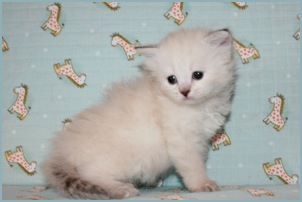 Female Siberian Kitten from Deedlebug Siberians